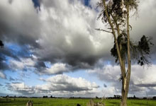 西亚球队逐渐崭露头角，中东足球优势明显